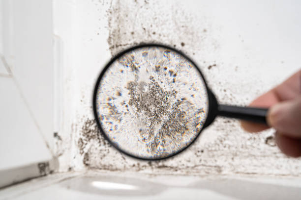  Brinkley, AR Mold Removal Pros